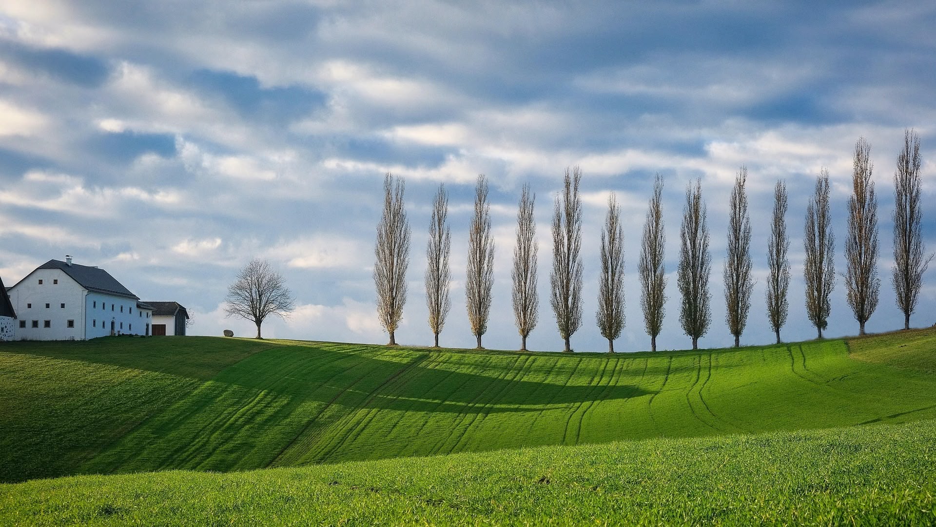 Bäume und Landschaft